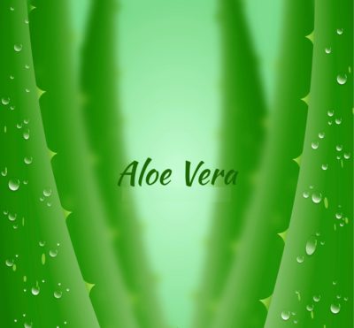Aloe Vera Overview and its Amazing Benefits